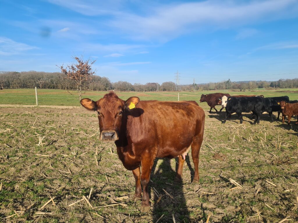 Farm