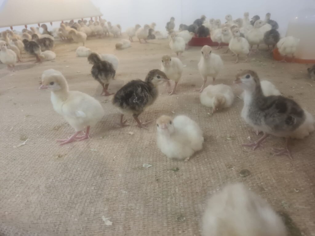 turkeys